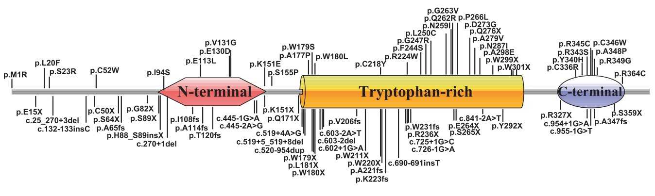 The summary of reported mutations in SUMF1 gene.jpg